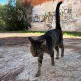 Di tutta quella �vita� oggi a Villa Carbonara non � rimasto nulla, anche se c�� da dire che il luogo non � stato abbandonato del tutto. Vediamo infatti un gatto grigio venirci incontro...